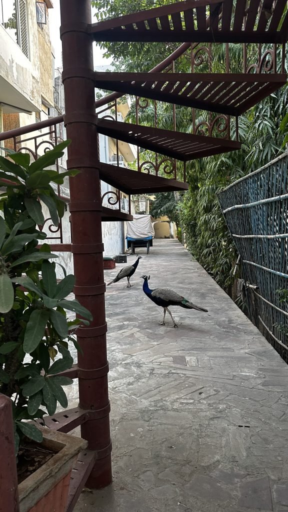 Peacocks in Jaipur