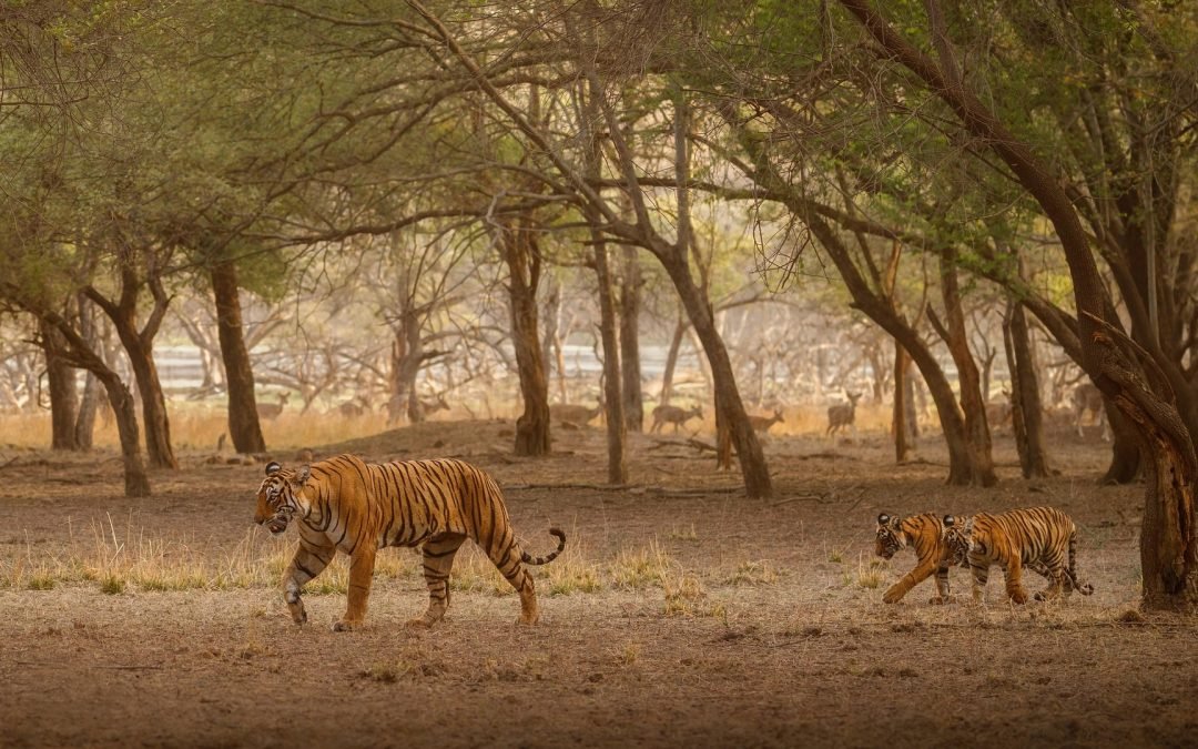 Sundarban After Dark: A Nocturnal Adventure into the Wild