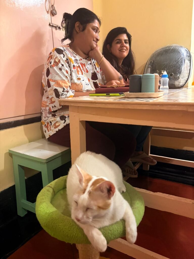 Finding a cozy corner at Kolkata's cat cafe