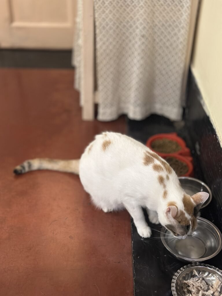 Food spread for cats at Mrs Wilsons