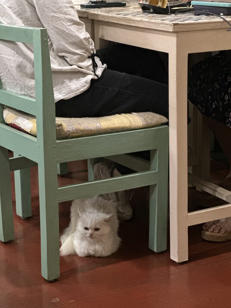 Tiny chair at Mrs Wilson cafe with their cat Flora underneath