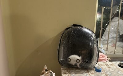 What it’s like inside a Cat Cafe in Kolkata namely Mrs. Wilson’s