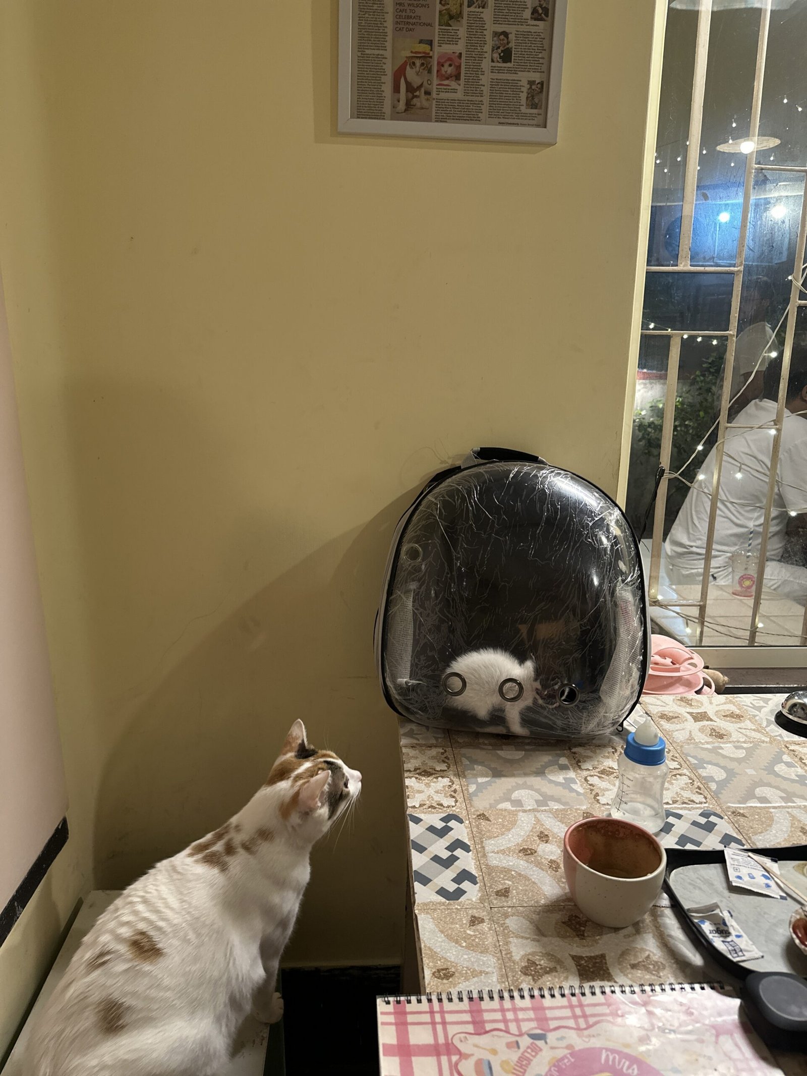 A cat looking at our rescue kitten at Mrs. Wilson's cat cafe in Kolkata