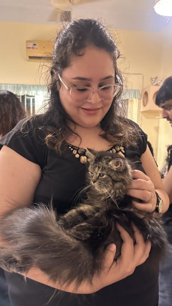 Persian cat in Kolkata cat cafe