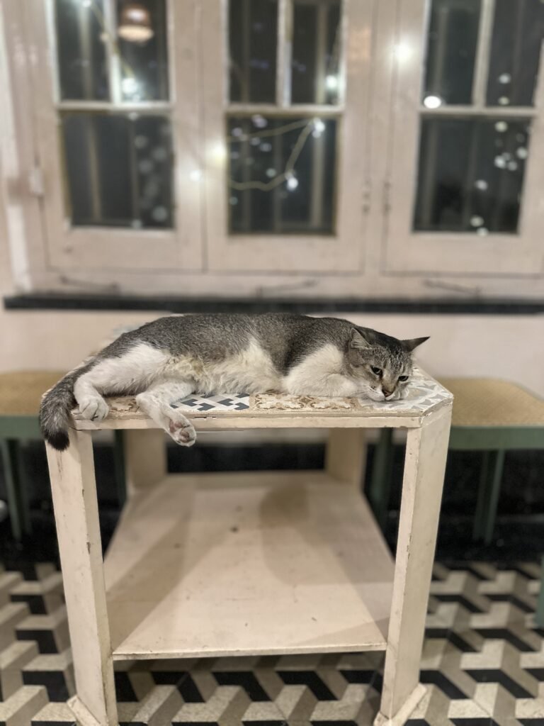 Cat that welcomes you at Mrs Wilsons Cafe