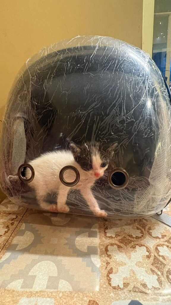 Mrs Wilsons is a pet friendly cafe in Kolkata