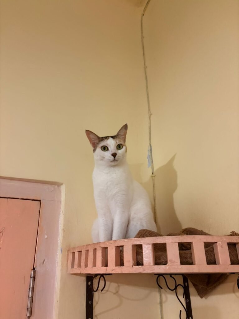 A cat from the cat cafe in Kolkata